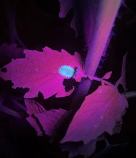 Image of tortoise beetle larvae in UV light
